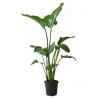 Baumstrelitzie - Strelitzia Nicolai