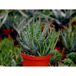 Jurassic Spider Aloe Vera (Aloe Humilis) Stylische Zimmer Pflanze, besonders Schlaf- u. Wohnräume