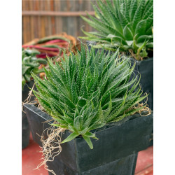 Jurassic Spider Aloe Vera (Aloe Humilis) Stylische Zimmer Pflanze, besonders Schlaf- u. Wohnräume