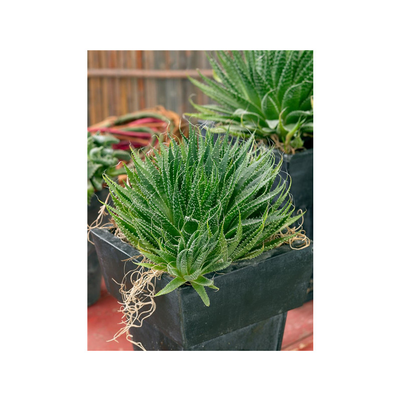 Jurassic Spider Aloe Vera (Aloe Humilis) Stylische Zimmer Pflanze,  besonders Schlaf- u. Wohnrume
