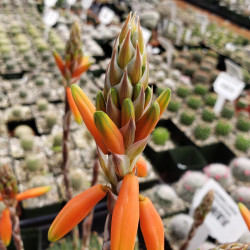 Jurassic Spider Aloe Vera (Aloe Humilis) Stylische Zimmer Pflanze,  besonders Schlaf- u. Wohnrume