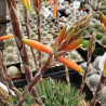 Jurassic Spider Aloe Vera (Aloe Humilis) Stylische Zimmer Pflanze, besonders Schlaf- u. Wohnräume