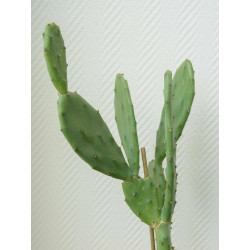 Feigenkaktus (Ficus Indica) eindrucksvolle Fruchtpflanze, oh.Blüte/Frucht, essbar
