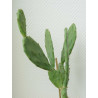 Feigenkaktus (Ficus Indica) eindrucksvolle Fruchtpflanze, oh.Blüte/Frucht, essbar