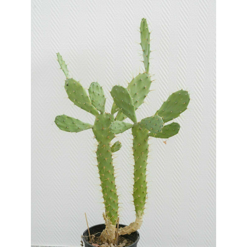 Feigenkaktus (Ficus Indica) eindrucksvolle Fruchtpflanze, oh.Blte/Frucht,  essbar