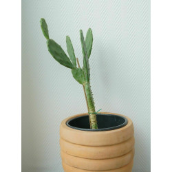 Feigenkaktus (Ficus Indica) eindrucksvolle Fruchtpflanze, oh.Blüte/Frucht, essbar