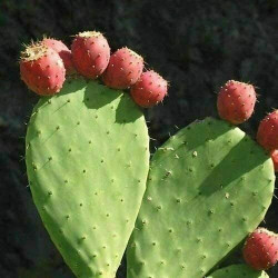 Feigenkaktus (Ficus Indica)...