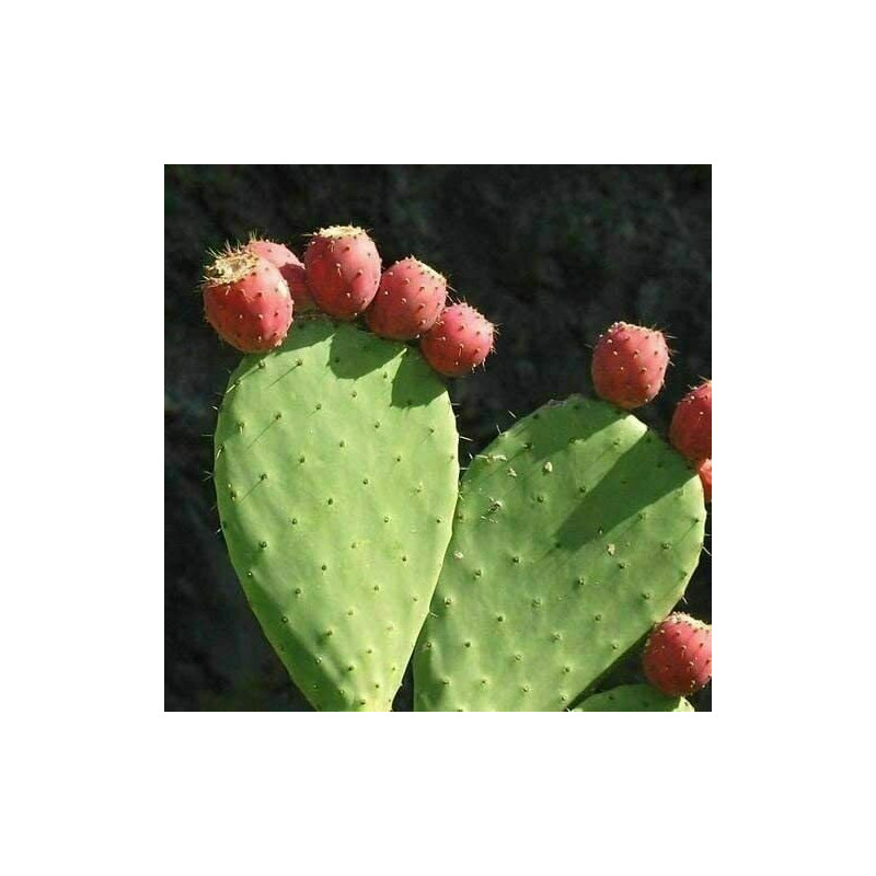 Feigenkaktus (Ficus Indica) eindrucksvolle Fruchtpflanze, oh.Blüte/Frucht, essbar