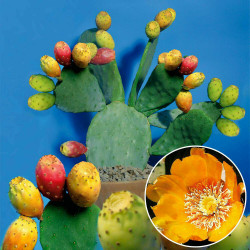 Feigenkaktus (Ficus Indica) eindrucksvolle Fruchtpflanze, oh.Blüte/Frucht, essbar