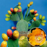 Feigenkaktus (Ficus Indica) eindrucksvolle Fruchtpflanze, oh.Blüte/Frucht, essbar