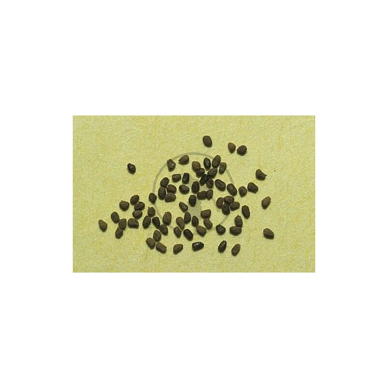 BauernTabak Samen echter Rauchtabak Nicotiana Tabacum, gute, ertragreiche Sorte z. Anbauen