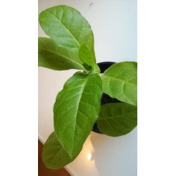 BauernTabak Samen echter Rauchtabak Nicotiana Tabacum, gute, ertragreiche Sorte z. Anbauen