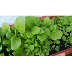 BauernTabak Samen echter Rauchtabak Nicotiana Tabacum, gute, ertragreiche Sorte z. Anbauen