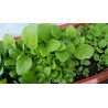 BauernTabak Samen echter Rauchtabak Nicotiana Tabacum, gute, ertragreiche Sorte z. Anbauen