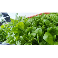 BauernTabak Samen echter Rauchtabak Nicotiana Tabacum, gute, ertragreiche Sorte z. Anbauen