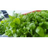 BauernTabak Samen echter Rauchtabak Nicotiana Tabacum, gute, ertragreiche Sorte z. Anbauen