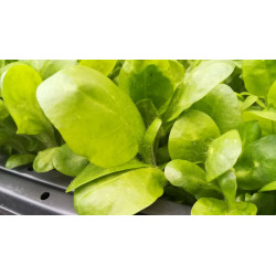 BauernTabak Samen echter Rauchtabak Nicotiana Tabacum, gute, ertragreiche Sorte z. Anbauen