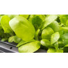 BauernTabak Samen echter Rauchtabak Nicotiana Tabacum, gute, ertragreiche Sorte z. Anbauen