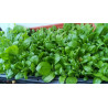 BauernTabak Samen echter Rauchtabak Nicotiana Tabacum, gute, ertragreiche Sorte z. Anbauen