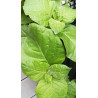 BauernTabak Samen echter Rauchtabak Nicotiana Tabacum, gute, ertragreiche Sorte z. Anbauen