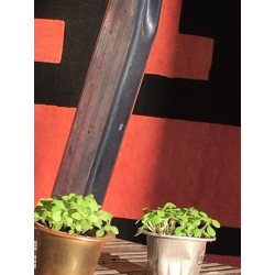 BauernTabak Samen echter Rauchtabak Nicotiana Tabacum, gute, ertragreiche Sorte z. Anbauen