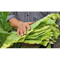 BauernTabak Samen echter Rauchtabak Nicotiana Tabacum, gute, ertragreiche Sorte z. Anbauen