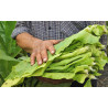 BauernTabak Samen echter Rauchtabak Nicotiana Tabacum, gute, ertragreiche Sorte z. Anbauen