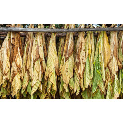 BauernTabak Samen echter Rauchtabak Nicotiana Tabacum, gute, ertragreiche Sorte z. Anbauen