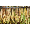 BauernTabak Samen echter Rauchtabak Nicotiana Tabacum, gute, ertragreiche Sorte z. Anbauen