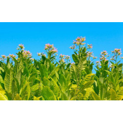 BauernTabak Samen echter Rauchtabak Nicotiana Tabacum, gute, ertragreiche Sorte z. Anbauen