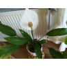 Einblatt (Spathiphyllum Wallisii), sehr schön blühende Zimmer Pflanze besonders f. Schlaf- u. Wohnräume