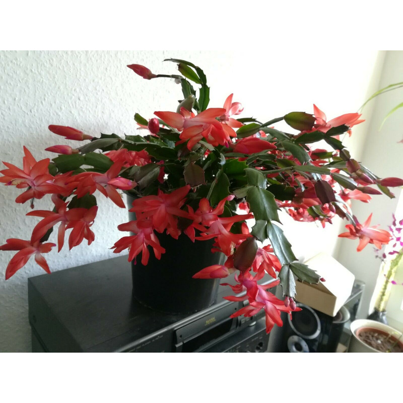 Weihnachtskaktus (Schlumbergera) Ableger, wunderschöne Blühpflanze (Farbe: rot)
