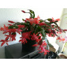 Weihnachtskaktus (Schlumbergera) Ableger, wunderschöne Blühpflanze (Farbe: rot)