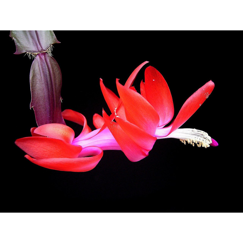 Weihnachtskaktus (Schlumbergera) Ableger, wunderschne Blhpflanze (Farbe:  rot)
