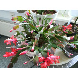 Weihnachtskaktus (Schlumbergera) Ableger, wunderschöne Blühpflanze (Farbe: rot)