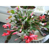Weihnachtskaktus (Schlumbergera) Ableger, wunderschöne Blühpflanze (Farbe: rot)