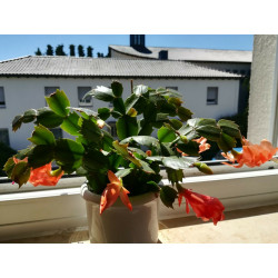 Weihnachtskaktus (Schlumbergera) Ableger, wunderschöne Blühpflanze (Farbe: rot)