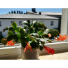 Weihnachtskaktus (Schlumbergera) Ableger, wunderschöne Blühpflanze (Farbe: rot)