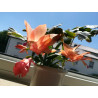Weihnachtskaktus (Schlumbergera) Ableger, wunderschöne Blühpflanze (Farbe: rot)