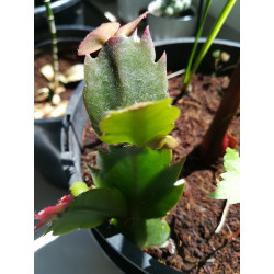 Weihnachtskaktus (Schlumbergera) Ableger, wunderschöne Blühpflanze (Farbe: rot)