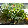 Weihnachtskaktus (Schlumbergera) Ableger, wunderschöne Blühpflanze (Farbe: rot)