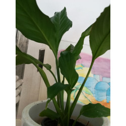 Einblatt (Spathiphyllum Wallisii), sehr schön blühende Zimmer Pflanze besonders f. Schlaf- u. Wohnräume