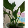 Einblatt (Spathiphyllum Wallisii), sehr schön blühende Zimmer Pflanze besonders f. Schlaf- u. Wohnräume