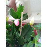 Weihnachtskaktus (Schlumbergera) Ableger, wunderschöne Blühpflanze (Farbe: rot)