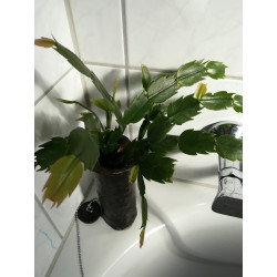 Weihnachtskaktus (Schlumbergera) Ableger, wunderschöne Blühpflanze (Farbe: rot)
