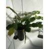 Weihnachtskaktus (Schlumbergera) Ableger, wunderschöne Blühpflanze (Farbe: rot)