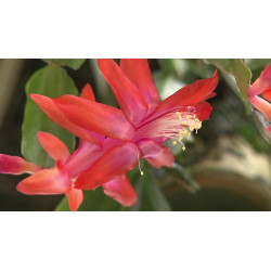 Weihnachtskaktus (Schlumbergera) Ableger, wunderschöne Blühpflanze (Farbe: rot)