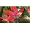 Weihnachtskaktus (Schlumbergera) Ableger, wunderschöne Blühpflanze (Farbe: rot)