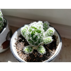 Warzen Kaktus (Mammillaria Vetula ssp. Gracilis) Ableger schöne robuste Kaktee