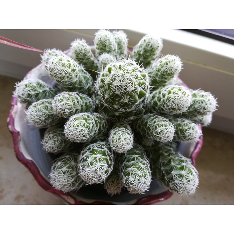 Warzen Kaktus (Mammillaria Vetula ssp. Gracilis) Ableger schne robuste  Kaktee